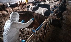 Güney Kıbrıs’ta şap hastalığı yayılmaya devam ediyor