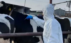 Güney Kıbrıs'ta şap krizi büyüyor: Hayvancılar itlaf edilmesin diye hayvanlarını kaçırmaya başladı