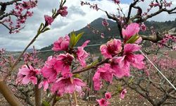 Mart 2026, dünyada kayıtlardaki en sıcak dördüncü mart ayı oldu