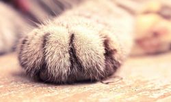 Alayköy'de zehir uyarısı: Kediler hedef alınıyor!