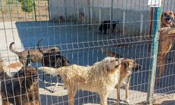 Gazimağusa Belediyesi, son beş yılda 600’ü aşkın hayvanı kısırlaştırdı