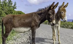 Çebi'den çağrı: Karpaz’daki yabani eşek projesini sahiplenin!