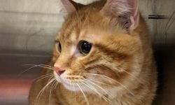 Kaybolan kedi, 10 yıl sonra evine geri döndü