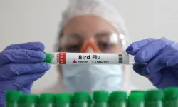 İlk kez bir memelide H5N1 kuş gribi tespit edildi