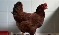 Batı Nil virüsüne karşı tavuklar erken uyarı sistemi olarak kullanılıyor