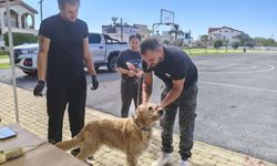 Mehmetçik’te mikroçip, kayıt ve ruhsatlandırma işlemleri başladı