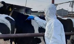 Güney Kıbrıs’ta yaklaşık 3 bin hayvan daha itlaf ediliyor
