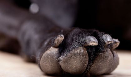 Kasten Çarpıp Öldürdü