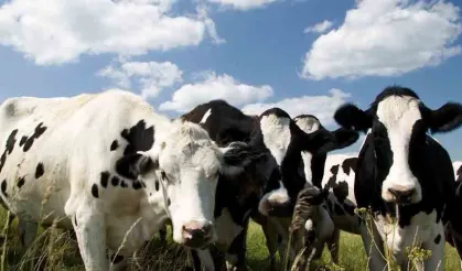 Askeri Yasak Bölgede Hayvan Kaçakçılığı: 3 Kişi Tutuklandı