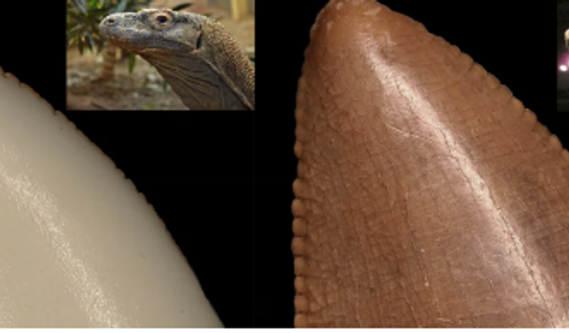 Komodo ejderlerinin dişlerinin uç kısımlarının demirden tabakayla kaplı olduğu tespit edildi
