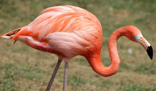 Flamingo gelişleri büyük ölçüde azaldı