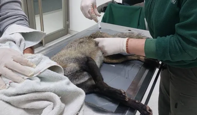 Ağır yaralanan tilki, Yaban Hayat Hastanesi'ne götürüldü