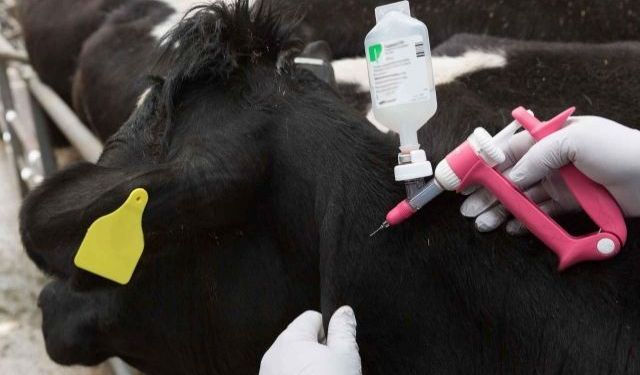 Yeni şap vakası tespit edildi