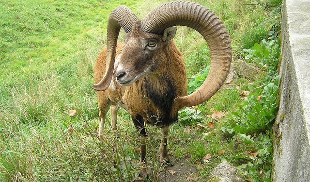 Kıbrıs’taki muflon sayısı üç bine ulaştı