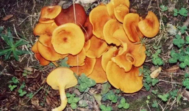 Uzmanından 'ölüm meleği' uyarısı