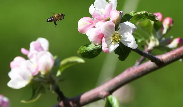 Bilim insanları: Bitkiler hayvanlara fısıldıyor