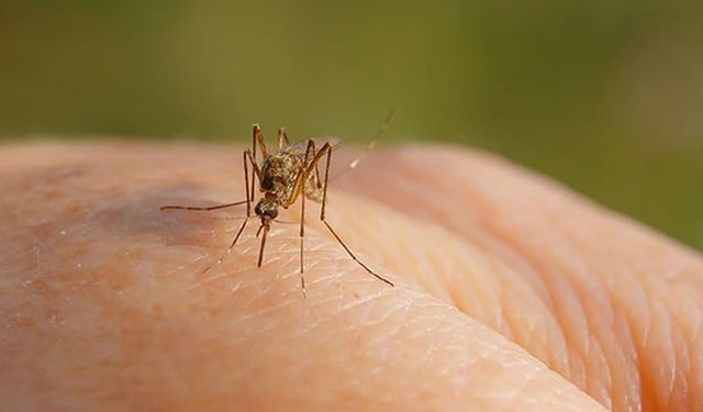 DSÖ’den uyarı: Sivrisinekler yoluyla bulaşan Chikungunya virüsü yayılıyor