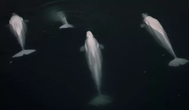 26 milyon yıl öncesinden şaşırtan keşif: Keskin dişli minik balina