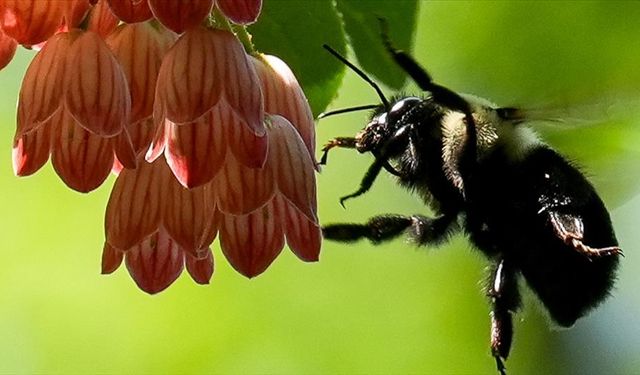 Yaban arıları, koloni ihtiyacına ve mevsim değişikliğine göre beslenme alışkanlıklarını düzenliyor