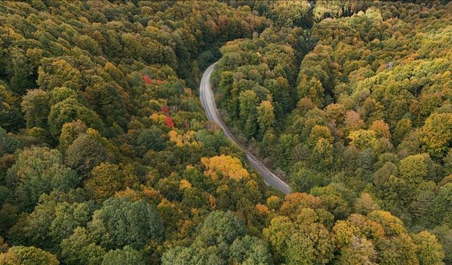FAO: Dünyada ormansızlaşma yavaşladı ancak ormanlar hala baskı altında