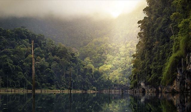 BM: Dünya, her yıl 10 milyon hektar tropikal orman kaybediyor