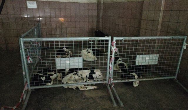 Mağusa’da kaçak hayvan geçişi engellendi: 9 erkek süt danası ele geçirildi