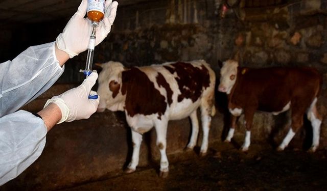 Rum basını yazdı: Şap hastalığı yayılmayı sürdürüyor