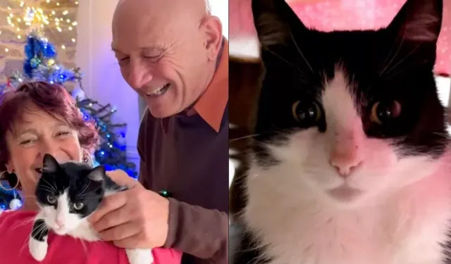 İspanya’da kaybolan kedi, 250 kilometre yürüyerek Fransa’daki evine döndü