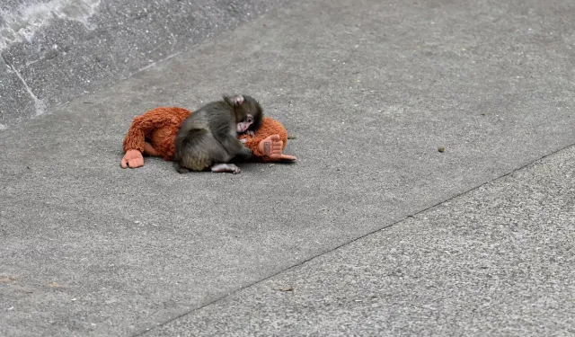 Japon uzmanlar maymun Punch'ın yalnızlığını anlattı: Gidecek başka bir yeri yok