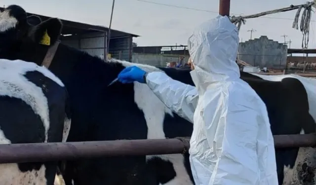 Güney Kıbrıs'ta şap krizi büyüyor: Hayvancılar itlaf edilmesin diye hayvanlarını kaçırmaya başladı