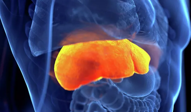 Metabolik karaciğer hastalığı alarm veriyor: 2050'ye kadar 1,8 milyar kişi risk altında