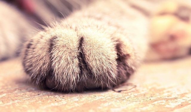 Alayköy'de zehir uyarısı: Kediler hedef alınıyor!