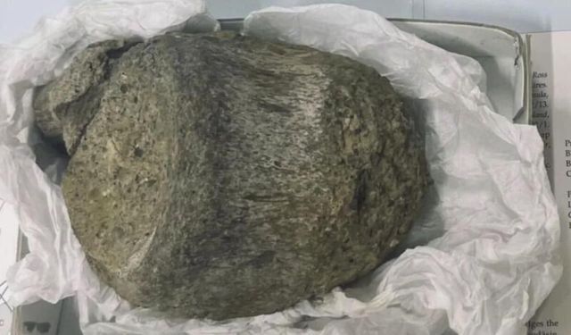 Çekmecede unutulan fosil Antarktika’nın ilk dinazoru çıktı