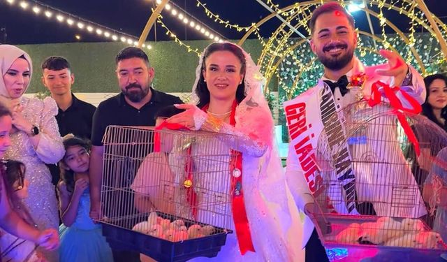 Düğünde altın yerine 100 civciv taktı