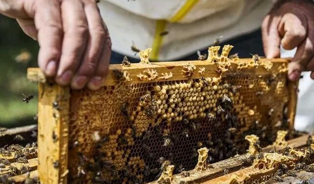 Arıcılar için Veteriner Dairesi’ne kayıtlar pazartesi başlıyor