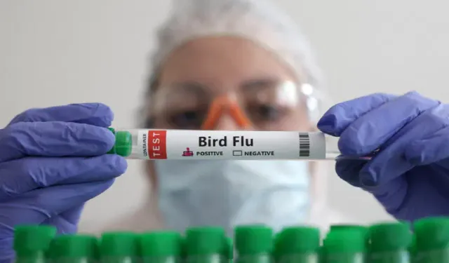 İlk kez bir memelide H5N1 kuş gribi tespit edildi