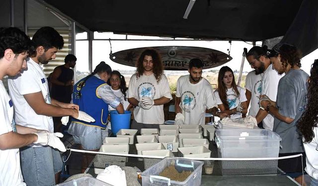 Daü-SAGEM öncülüğünde yavru deniz kaplumbağaları deniz ile buluştu