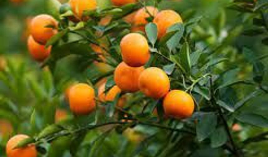 Narenciye İhracatçı Birlikleri: Grev nedeniyle bekletilen ürünler bozulmadan çözüm gerekiyor