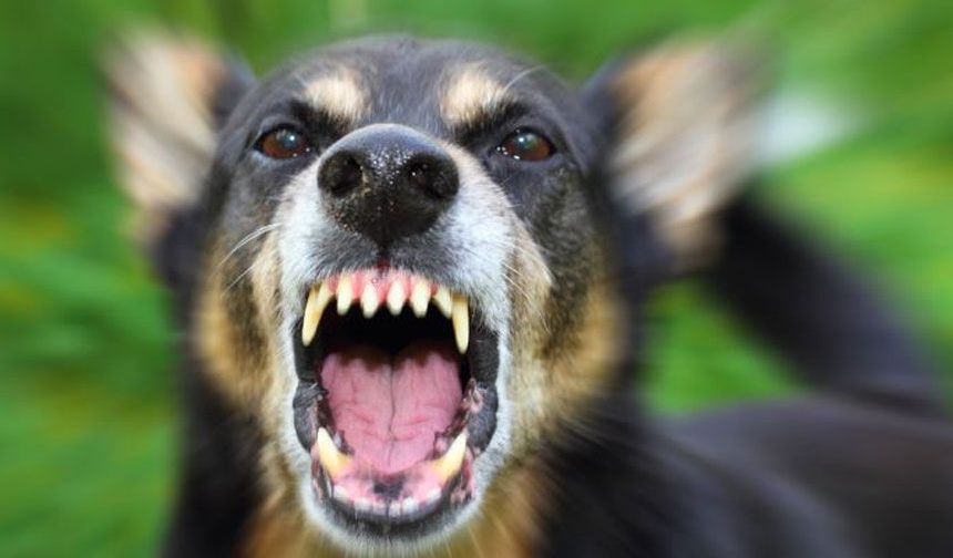 Başıboş bırakılan köpek bir kişiyi yaraladı