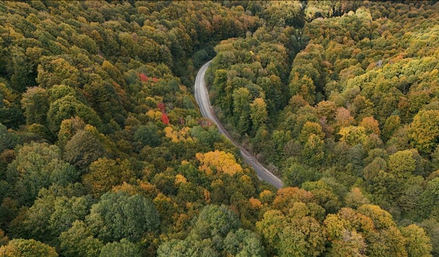 FAO: Dünyada ormansızlaşma yavaşladı ancak ormanlar hala baskı altında