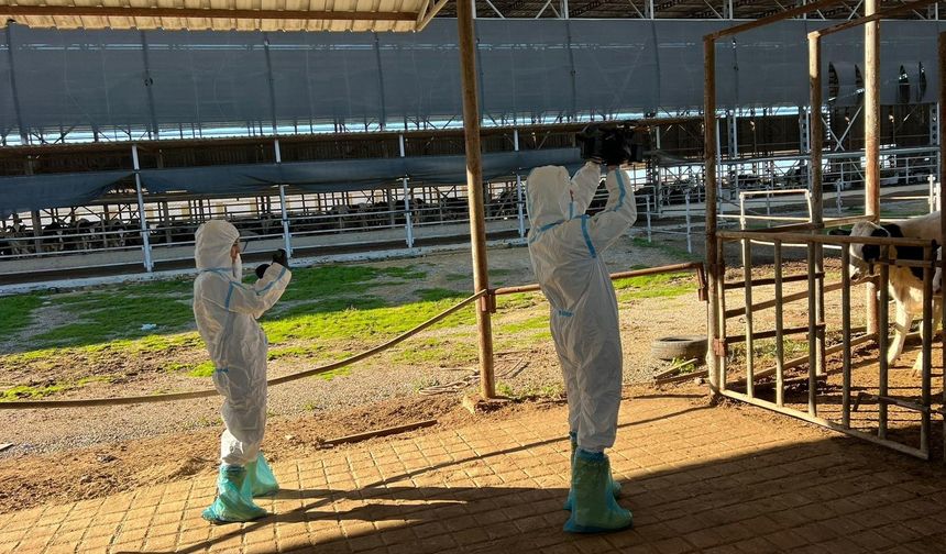 Şap hastalığı ile mücadele aralıksız sürüyor