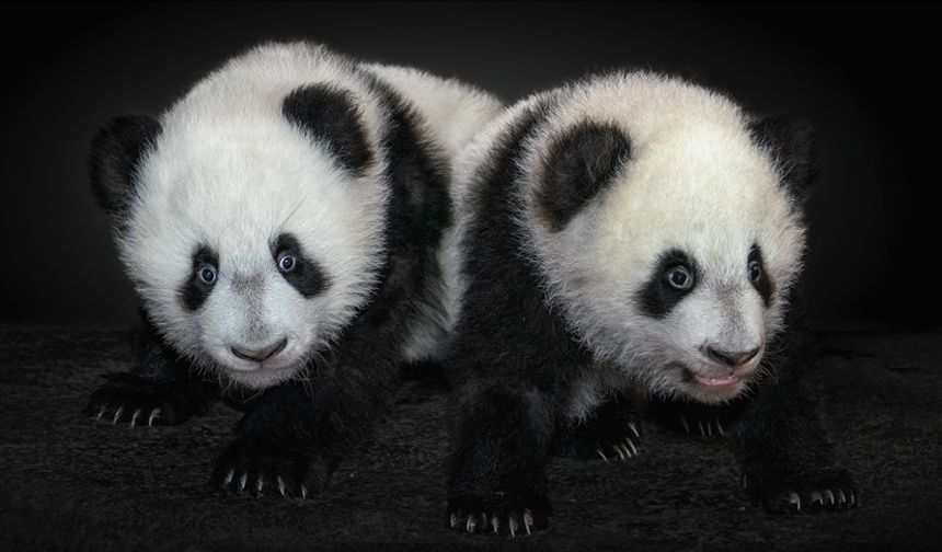 Japonya ikiz pandaların Çin'e dönmesiyle 50 yıl sonra pandasız kalacak