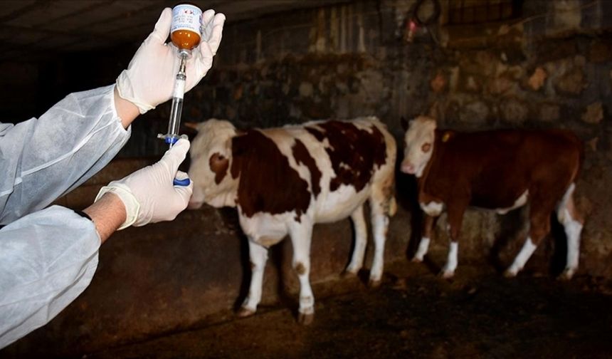 Boğaziçi Köyü’nde Şap Hastalığı Şüphesi: Bakanlıktan Acil Tedbirler