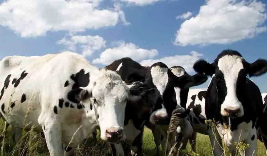 Şap’ın önünü alamayan Rum tarafı AB önlemlerinin KKTC’de de uygulanmasını önerdi