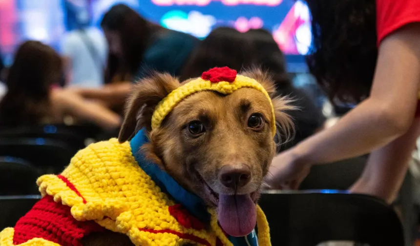 Bazı köpekler sadece 'kulak misafiri' olarak yeni kelimeler öğrenebiliyor