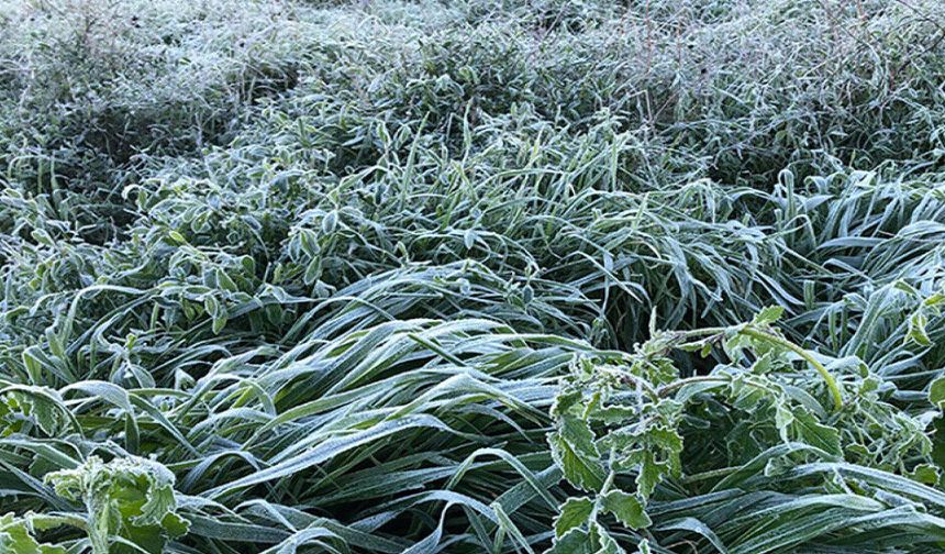 Bugün ve yarın sabah saatlerinde yer yer don olayı bekleniyor