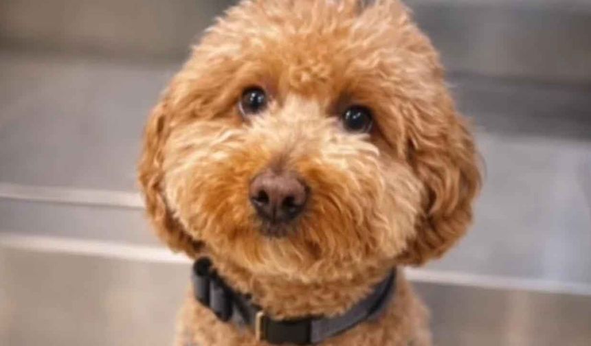 Uçağa binebilmek için, köpeğini havaalanında terk etti