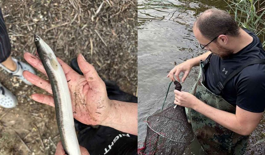 Güney Kıbrıs’ta ilk kez Avrupa yılan balığı “anquilla anquilla” saptandı
