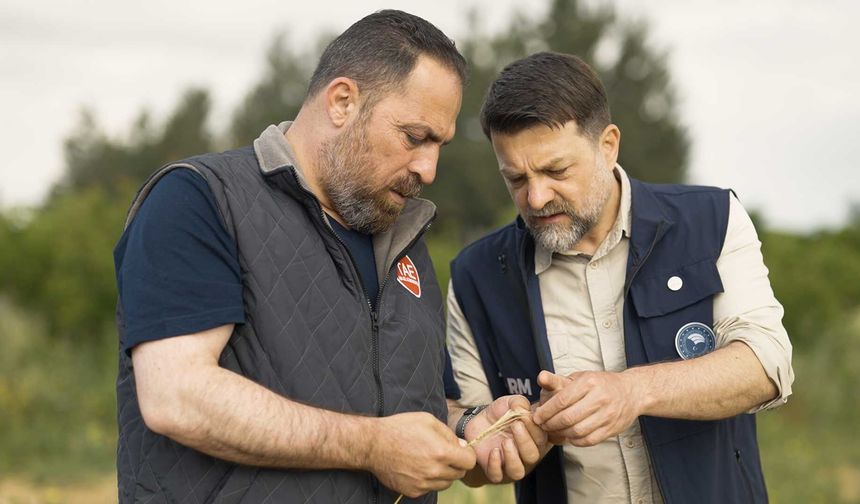 Arpa çeşit adaylarının hasadı yapıldı