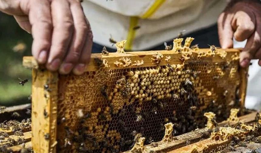Arıcılar için Veteriner Dairesi’ne kayıtlar pazartesi başlıyor